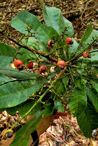 Fegimanra africana