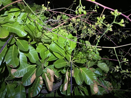 Fegimanra afzelii (An-peri) — photo