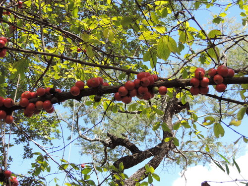 Feretia aeruginescens (Red-leaved medlar) — photo