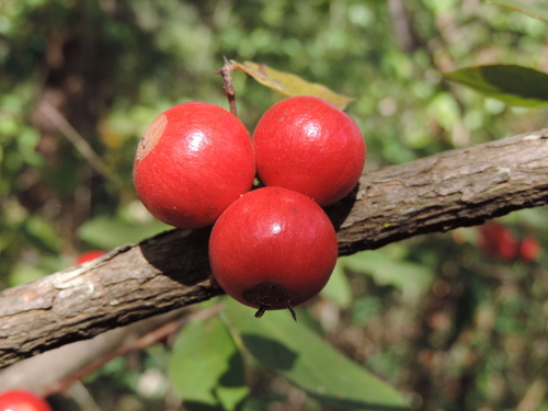 Feretia aeruginescens