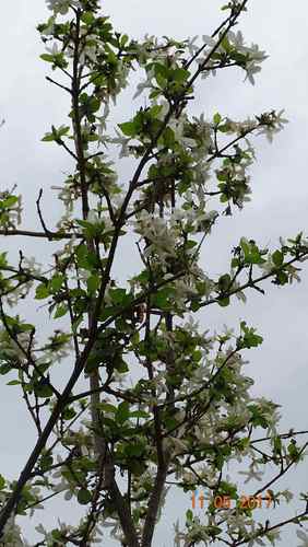 Feretia apodanthera — photo