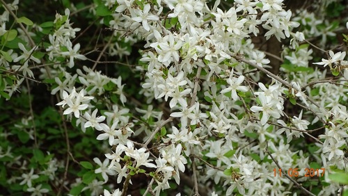 Feretia apodanthera — photo