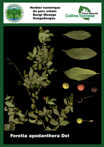 Feretia apodanthera subsp. tanzaniensis — photo