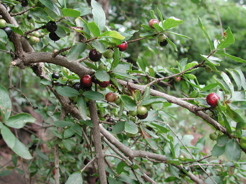 Feretia apodanthera subsp. tanzaniensis — photo