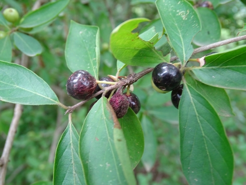 Feretia apodanthera subsp. tanzaniensis