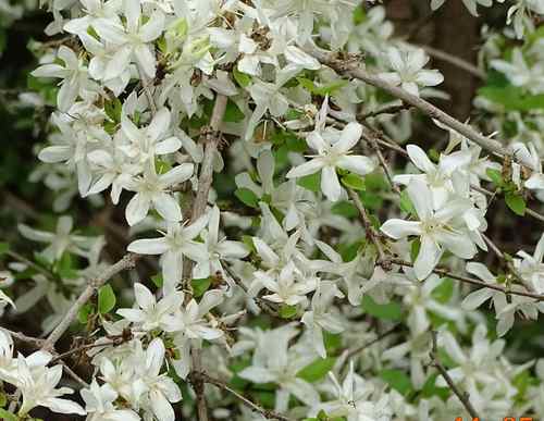 Feretia apodanthera
