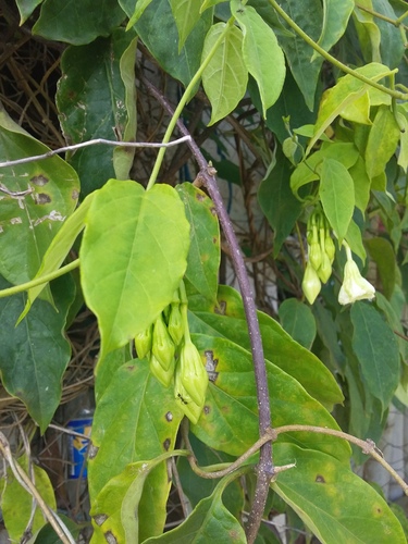 Fernaldia brachypharynx (Laroco) — photo