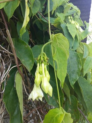 Fernaldia brachypharynx