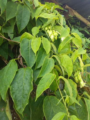Fernaldia pandurata (Loroco) — photo