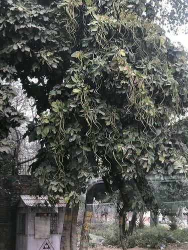 Fernandoa adenophylla — photo