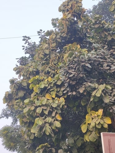 Fernandoa adenophylla — photo