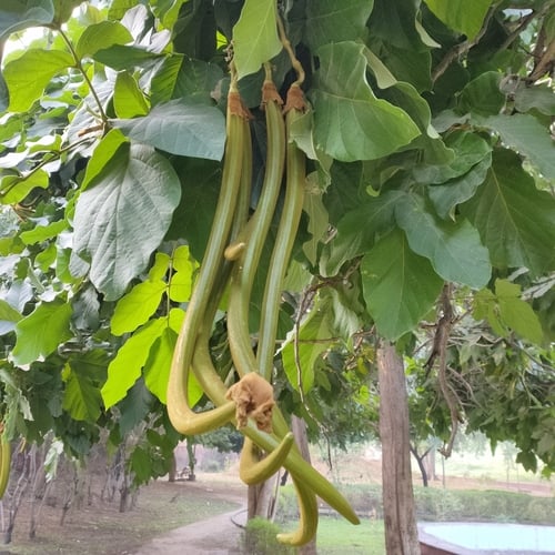 Fernandoa adenophylla