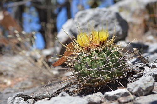 Ferocactus alamosanus — photo