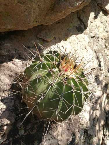 Ferocactus alamosanus — photo