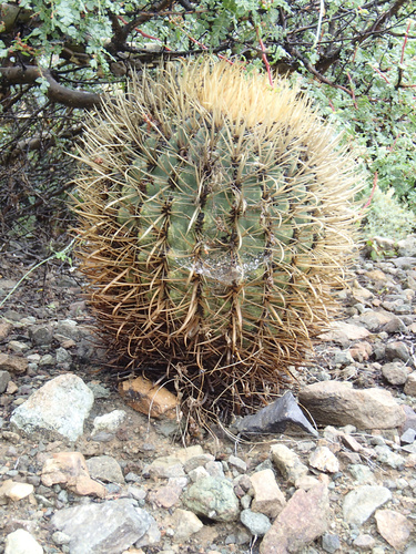 Ferocactus chrysacanthus (Red-spined barrel cactus) — photo
