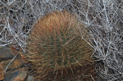 Ferocactus chrysacanthus (Red-spined barrel cactus) — photo