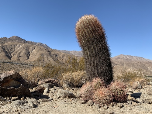 Ferocactus cylindraceus var. lecontei (Leconte's barrel cactus) — photo