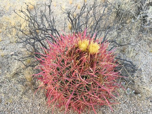 Ferocactus cylindraceus var. lecontei (Leconte's barrel cactus) — photo