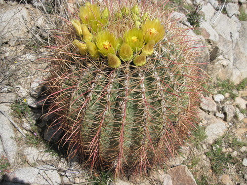 Ferocactus cylindraceus var. lecontei