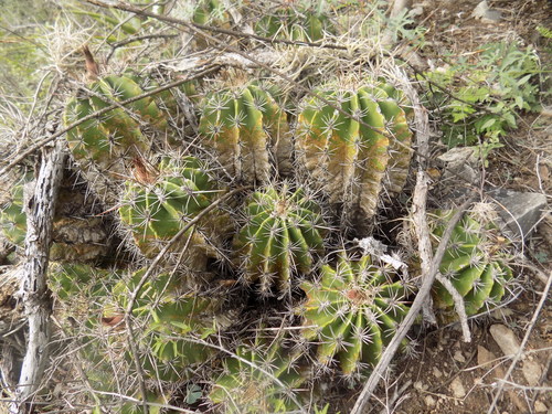 Ferocactus flavovirens — photo