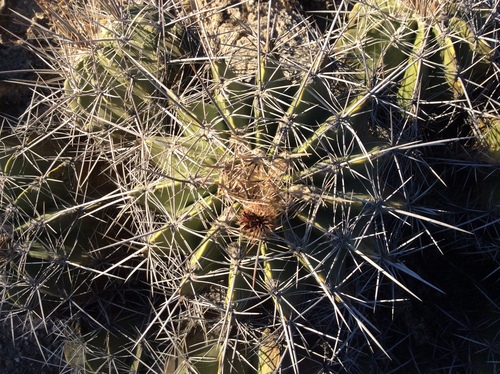 Ferocactus flavovirens — photo