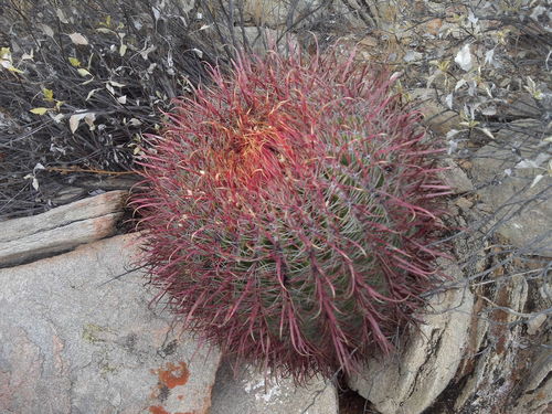 Ferocactus gracilis (Fire barrel cactus) — photo