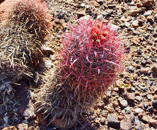 Ferocactus gracilis (Fire barrel cactus) — photo