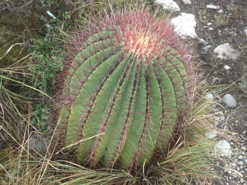 Ferocactus haematacanthus — photo