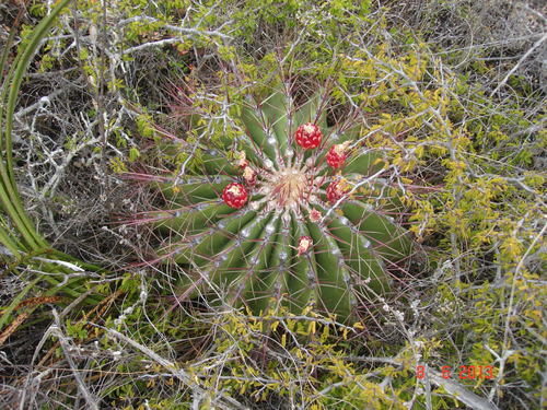 Ferocactus haematacanthus — photo