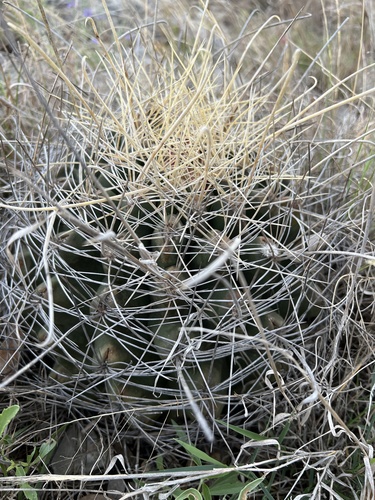 Ferocactus hamatacanthus (Mexican fruit cactus) — photo