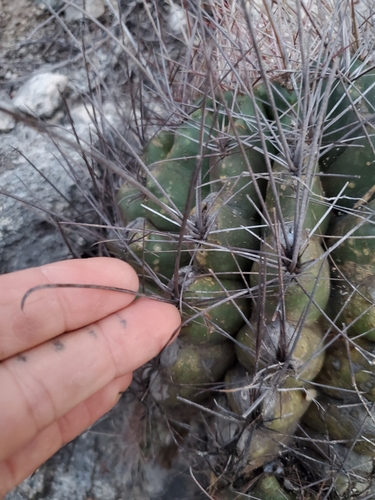 Ferocactus hamatacanthus (Mexican fruit cactus) — photo