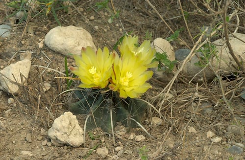 Ferocactus hamatacanthus