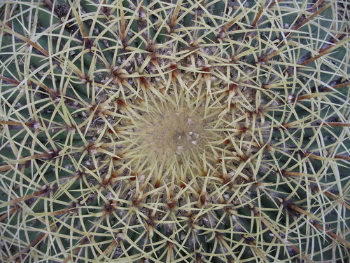 Ferocactus histrix (Mexican barrel cactus) — photo