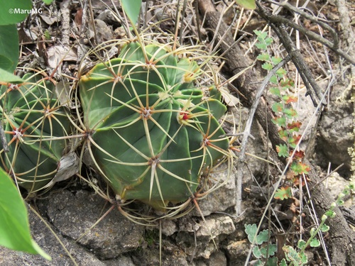Ferocactus histrix (Mexican barrel cactus) — photo