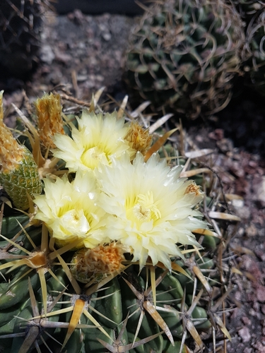 Ferocactus latispinus (Biznaga) — photo
