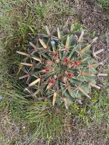 Ferocactus latispinus (Biznaga) — photo