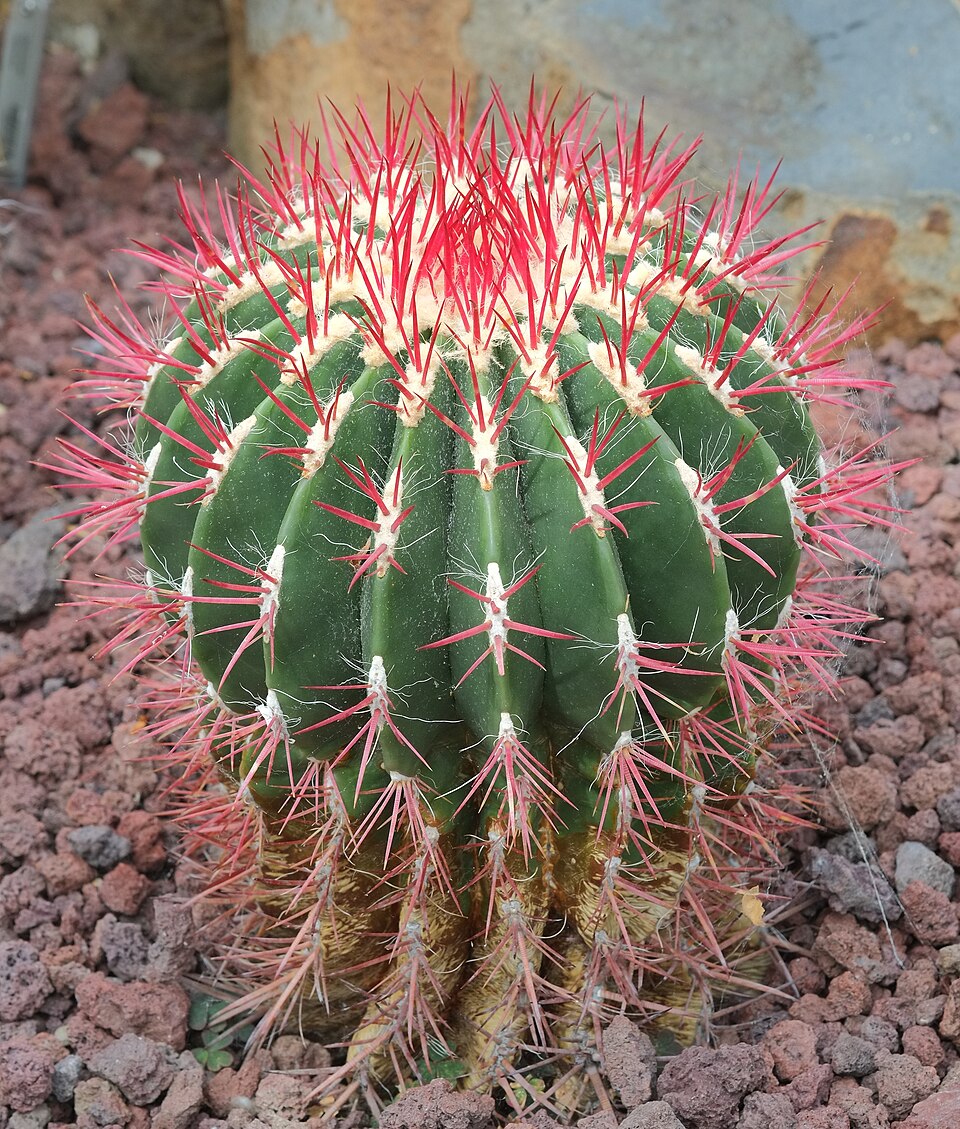Ferocactus longihamatus — photo