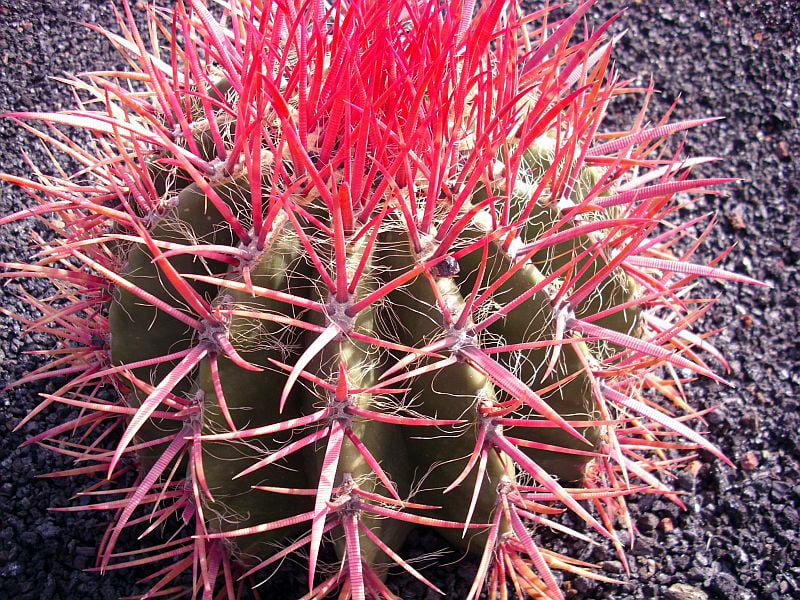 Ferocactus longihamatus