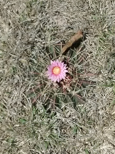 Ferocactus macrodiscus — photo