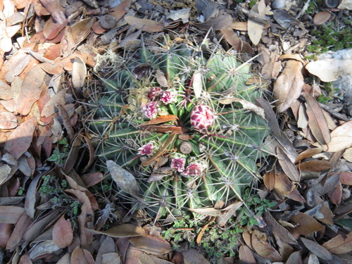 Ferocactus macrodiscus — photo