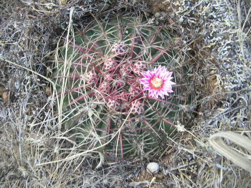 Ferocactus macrodiscus