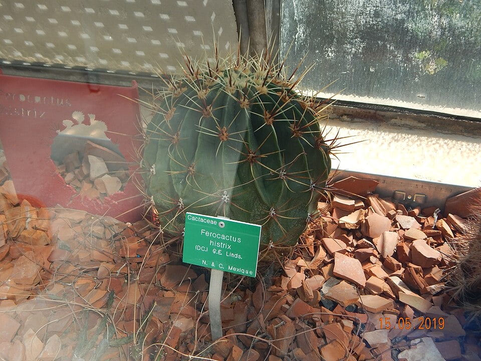Ferocactus melocactiformis
