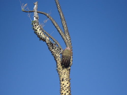 Ferocactus peninsulae (Common narrel cactus) — photo