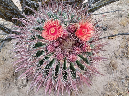 Ferocactus peninsulae (Common narrel cactus) — photo