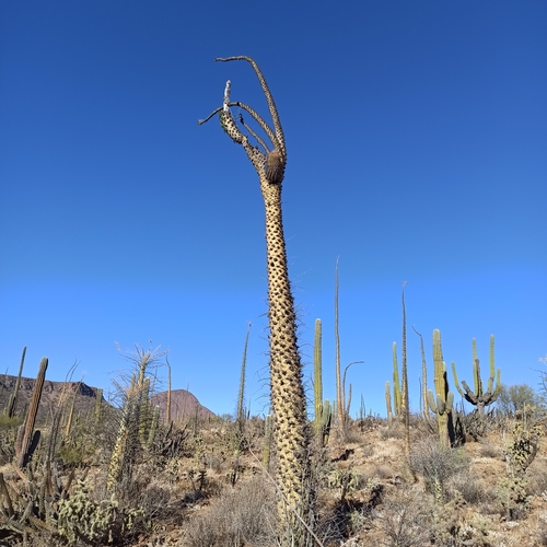 Ferocactus peninsulae