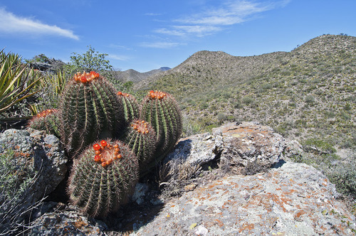 Ferocactus pilosus (Mexican lime cactus) — photo