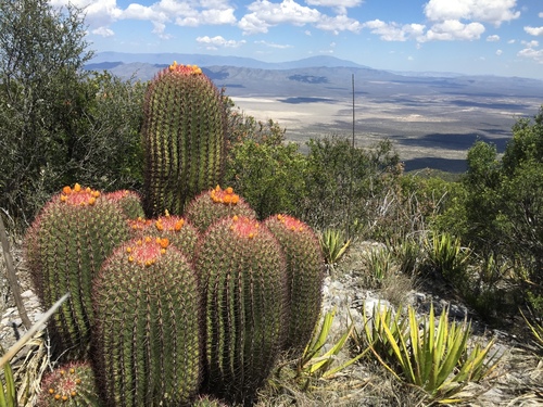 Ferocactus pilosus (Mexican lime cactus) — photo