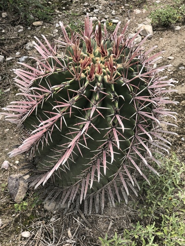 Ferocactus recurvus — photo