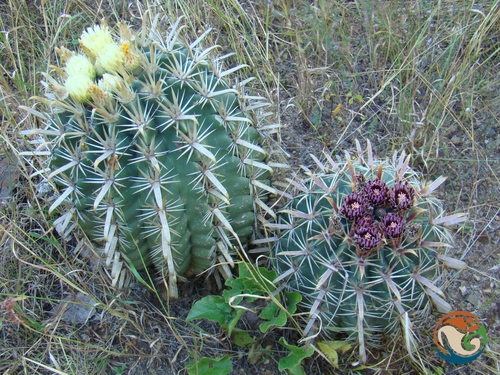 Ferocactus recurvus — photo