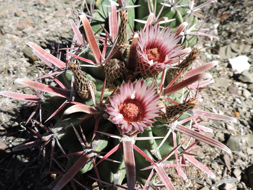 Ferocactus recurvus